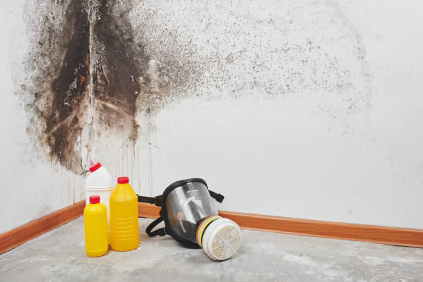 Best Attic Mold Remediation in East Lexington, VA