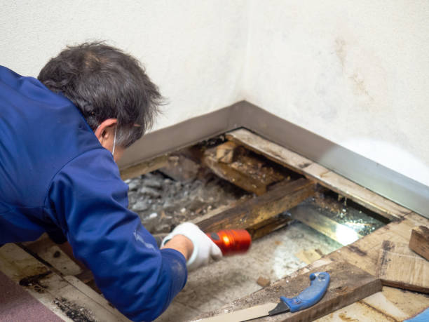 Best Residential Mold Remediation in East Lexington, VA