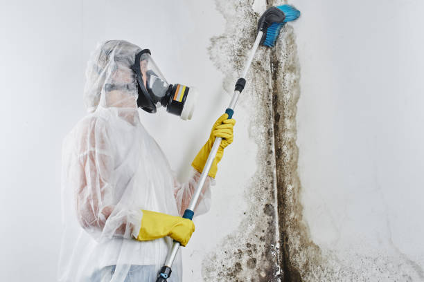 Best Black Mold Remediation in East Lexington, VA