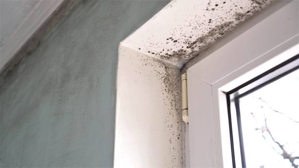 Best Mold Remediation for Specific Building Types in East Lexington, VA