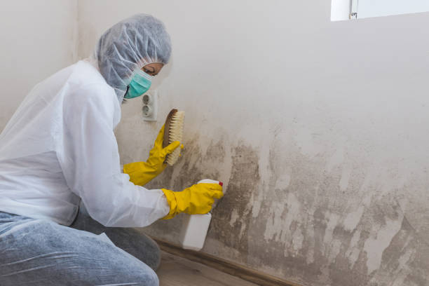 Best Residential Mold Remediation in East Lexington, VA