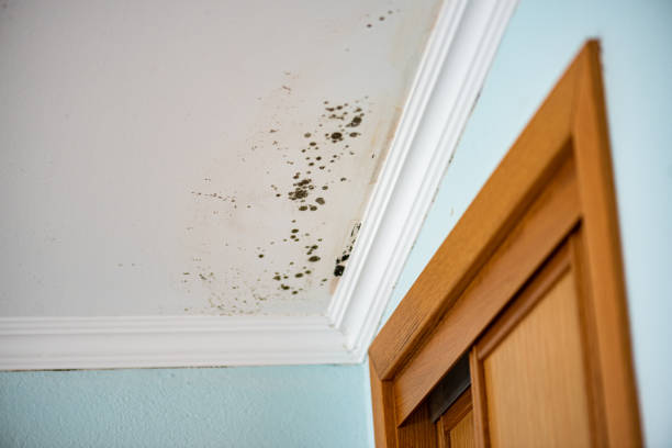 Best Mold Remediation for Specific Building Types in East Lexington, VA