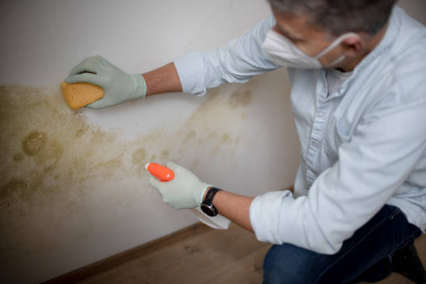 Best Insurance-Related Mold Remediation in East Lexington, VA