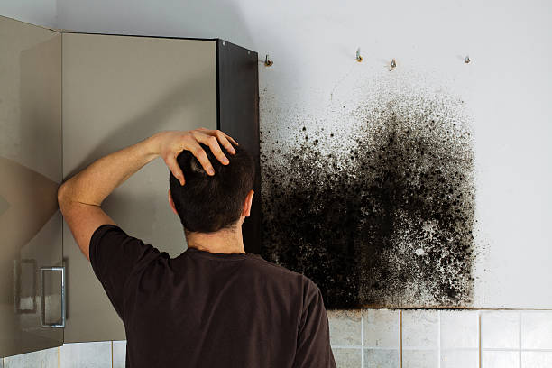 Best Mold Testing and Inspection Services in East Lexington, VA