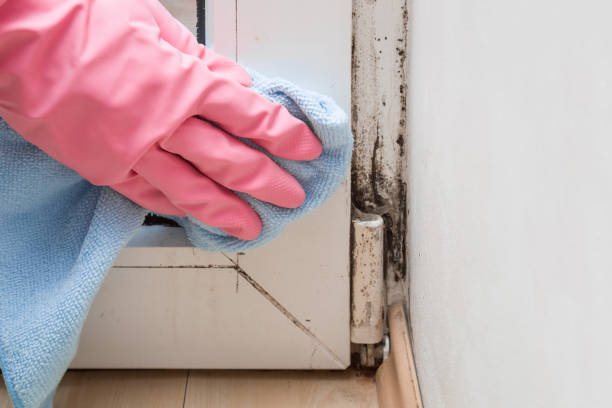 Best Kitchen Mold Remediation in East Lexington, VA