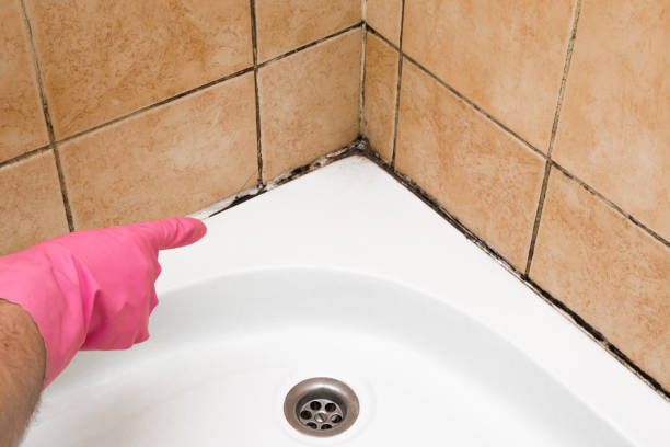Professional Mold Remediation in East Lexington, VA