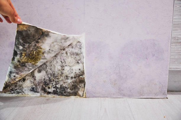 Best Insurance-Related Mold Remediation in East Lexington, VA